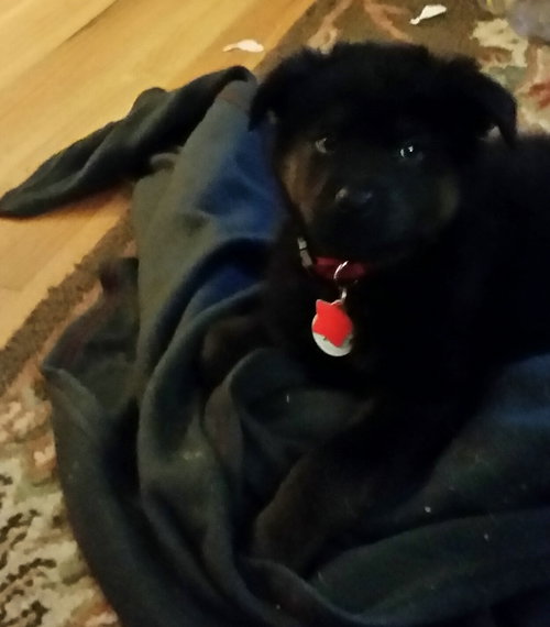 Yogi