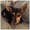 Roxie