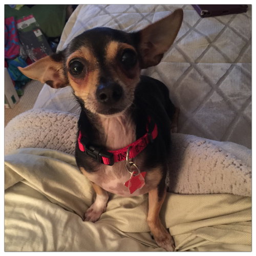 Roxie