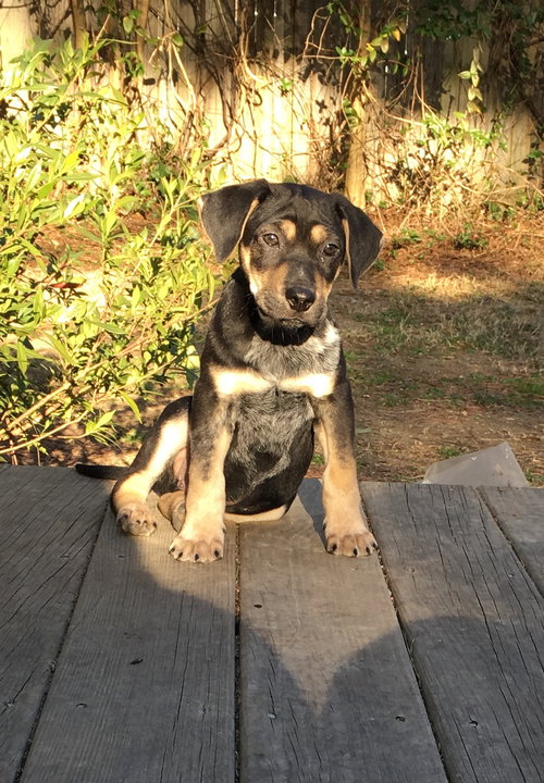 Luca