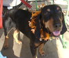 Roscoe