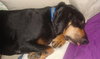 Roscoe