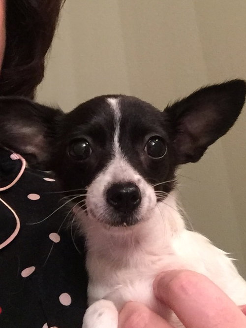 Miss Daisy