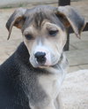 Archie