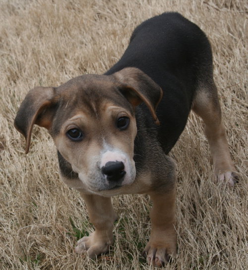 Archie