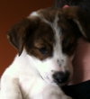 Sawyer