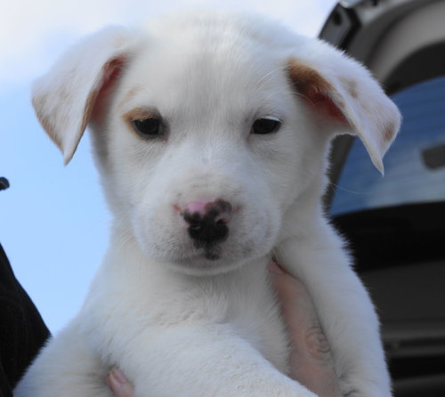 Finn