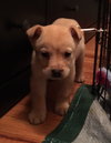 Koda