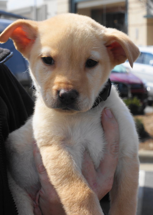 Koda