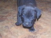 Mira-Adoption Pending