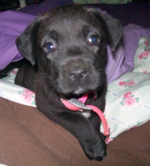 Mira-Adoption Pending