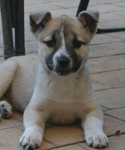 Anani