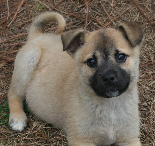 Gunner