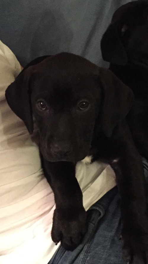 Finn