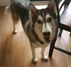 Turbo-Courtesy