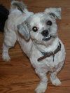 Rocko