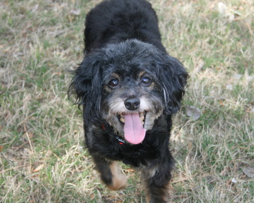 Sparky