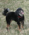 Sparky