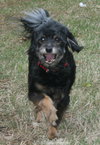 Sparky