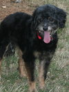 Sparky