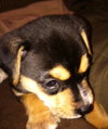 Grady