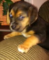 Graylee