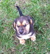 Graylee