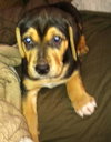 Grayson