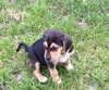Grayson
