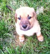 Graham