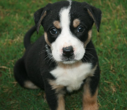 Sampson