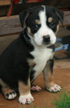 Sampson