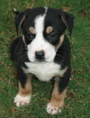 Sampson