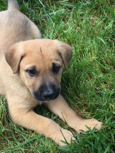Cooper