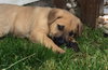 Cooper