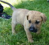 Cooper