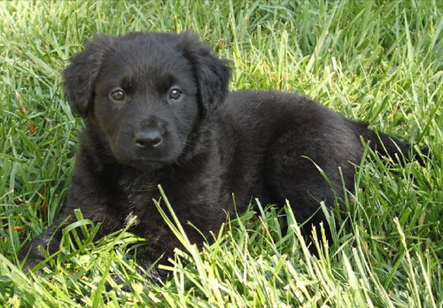 Lilly
