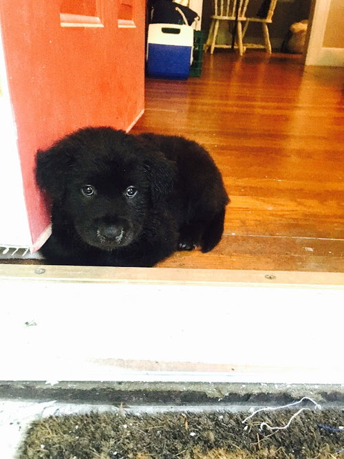 Gracie