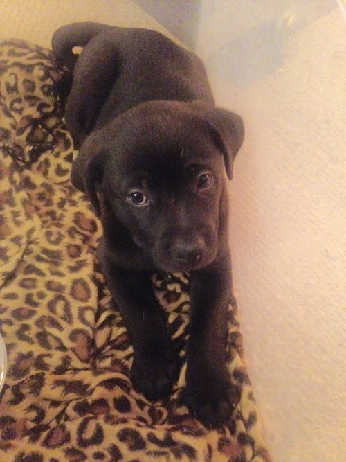 Dixie