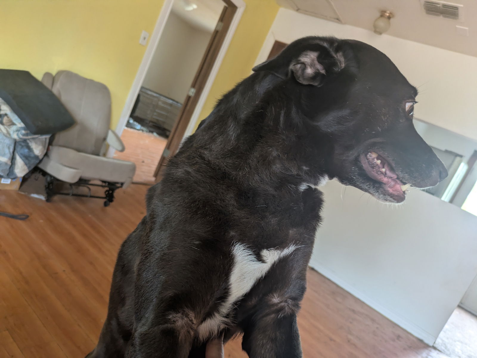 adoptable Dog in Pandora, TX named Celeste