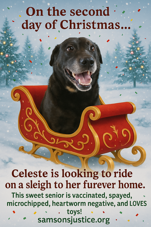 Celeste photo 4