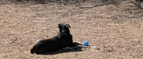 picture of the dog needing adoption