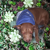 Stella