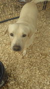 Tex