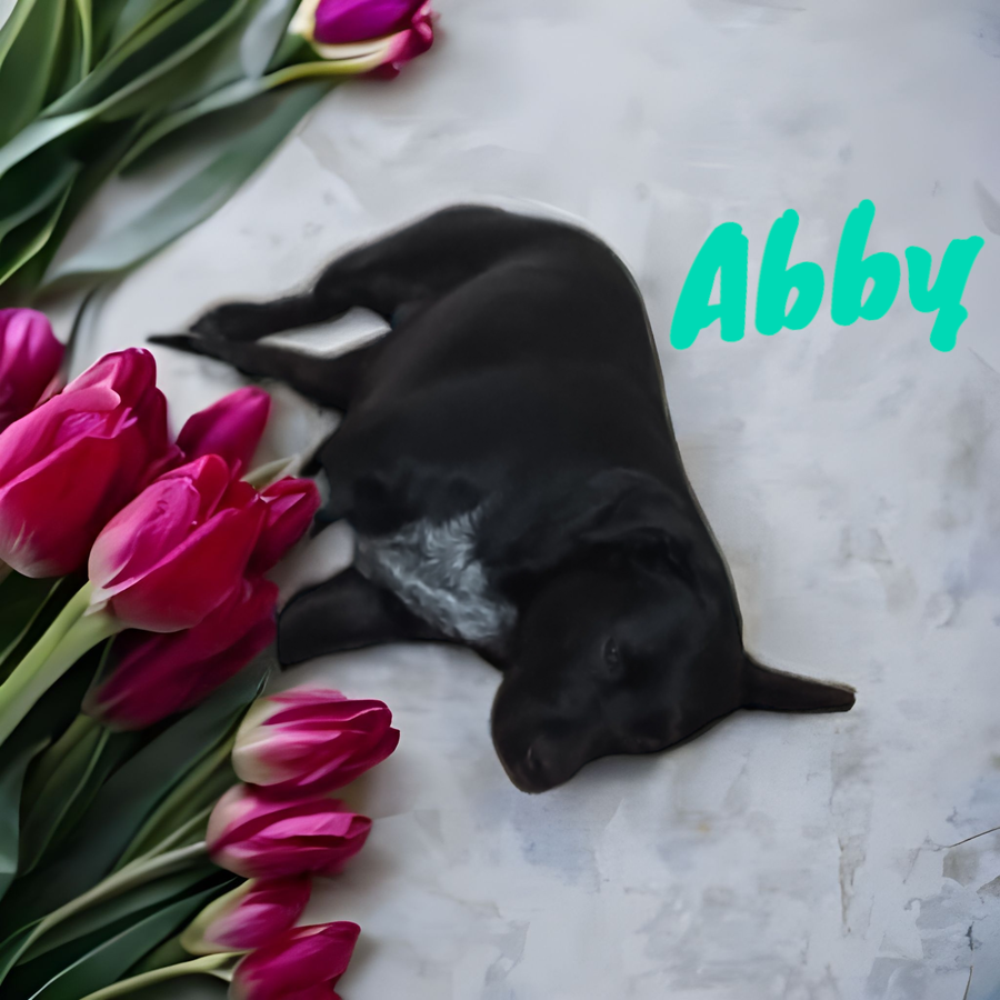 Abbie Gail