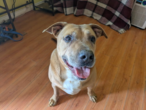 picture of the dog needing adoption