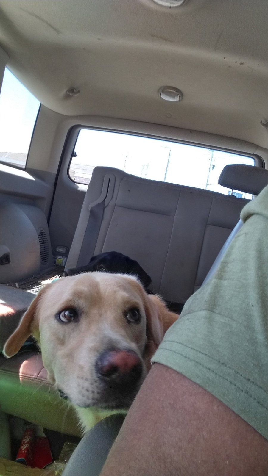 Buddy