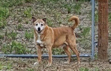 picture of the dog needing adoption