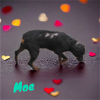 adoptable Dog in orange, TX named Moe
