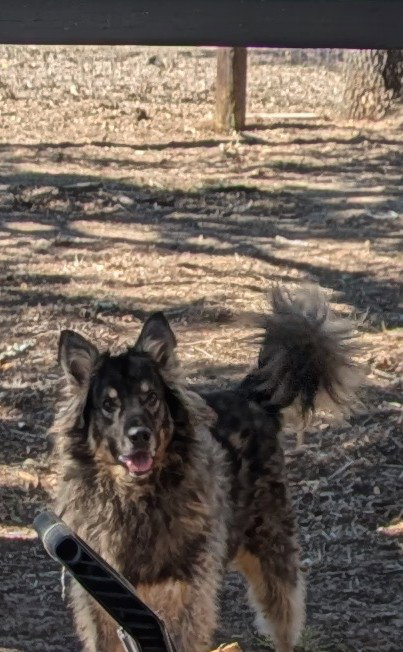 picture of the dog needing adoption
